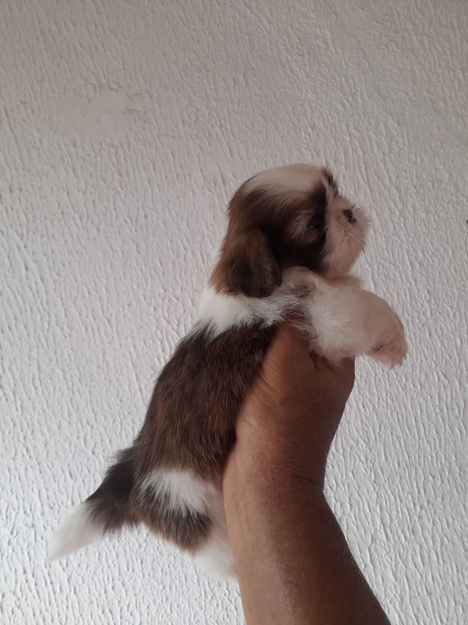 Shitizu machinho padrão europeu...LEIA O ANÚNCIO.