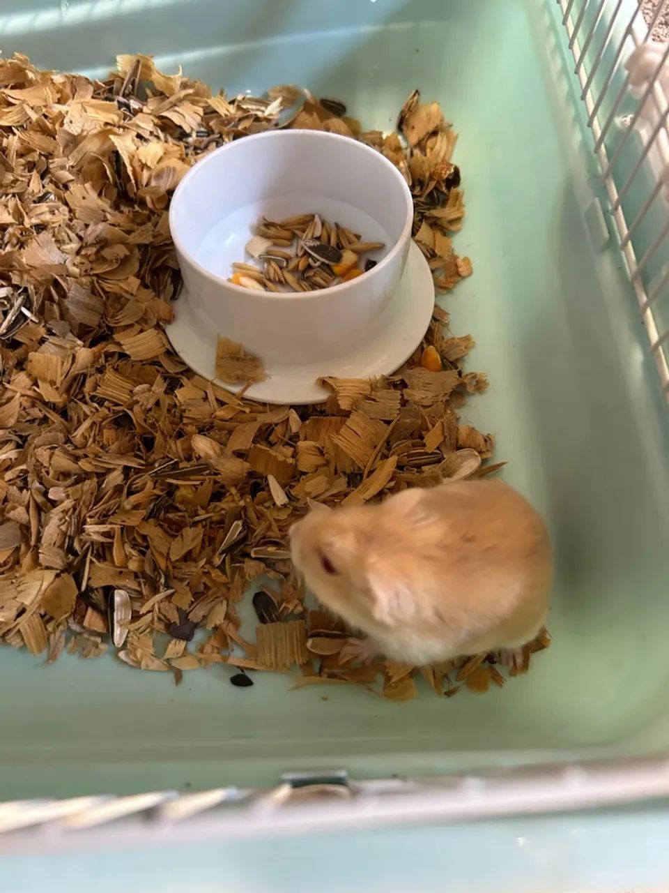 Vendo um hamster já com gaiola 