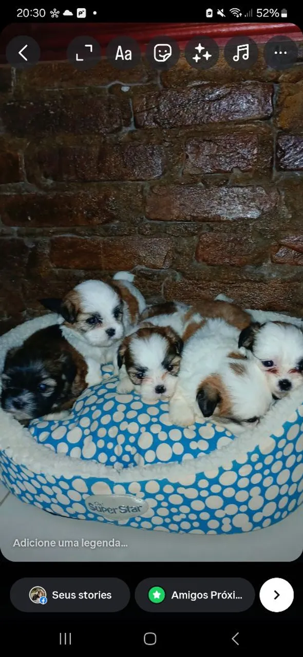 Filhotes de lhasa apso a venda