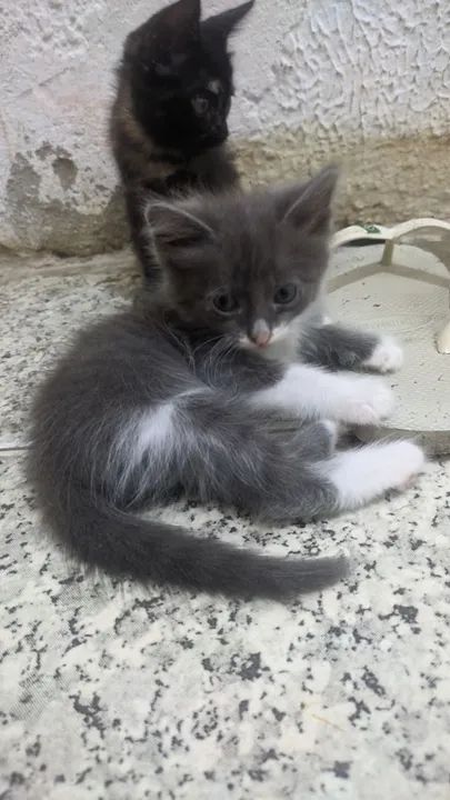 Doação responsável  - Foto 2