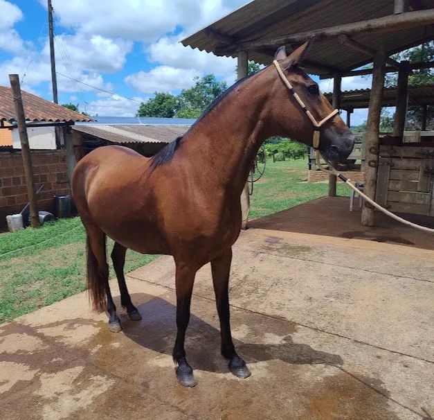 ÉGUA MANGALARGA MARCHADOR  - Foto 5