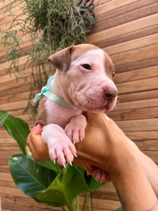 Filhote de Pitbull -  Fofo e Brincalhão - Foto 2