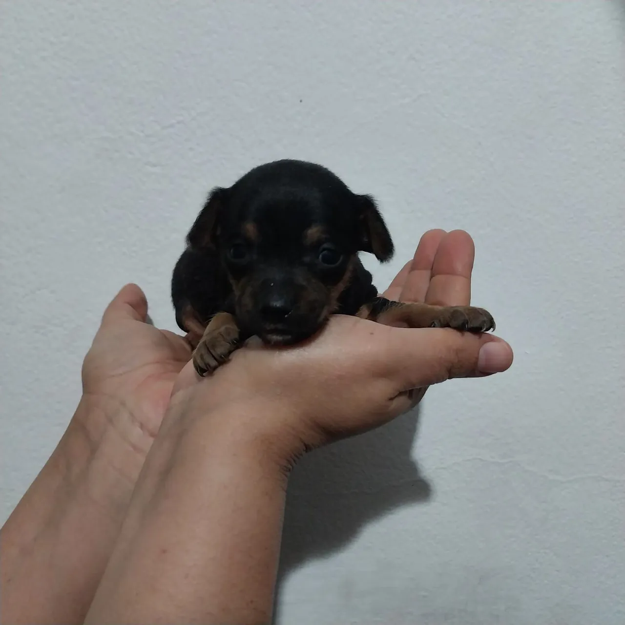 Disponível lindo macho de picher