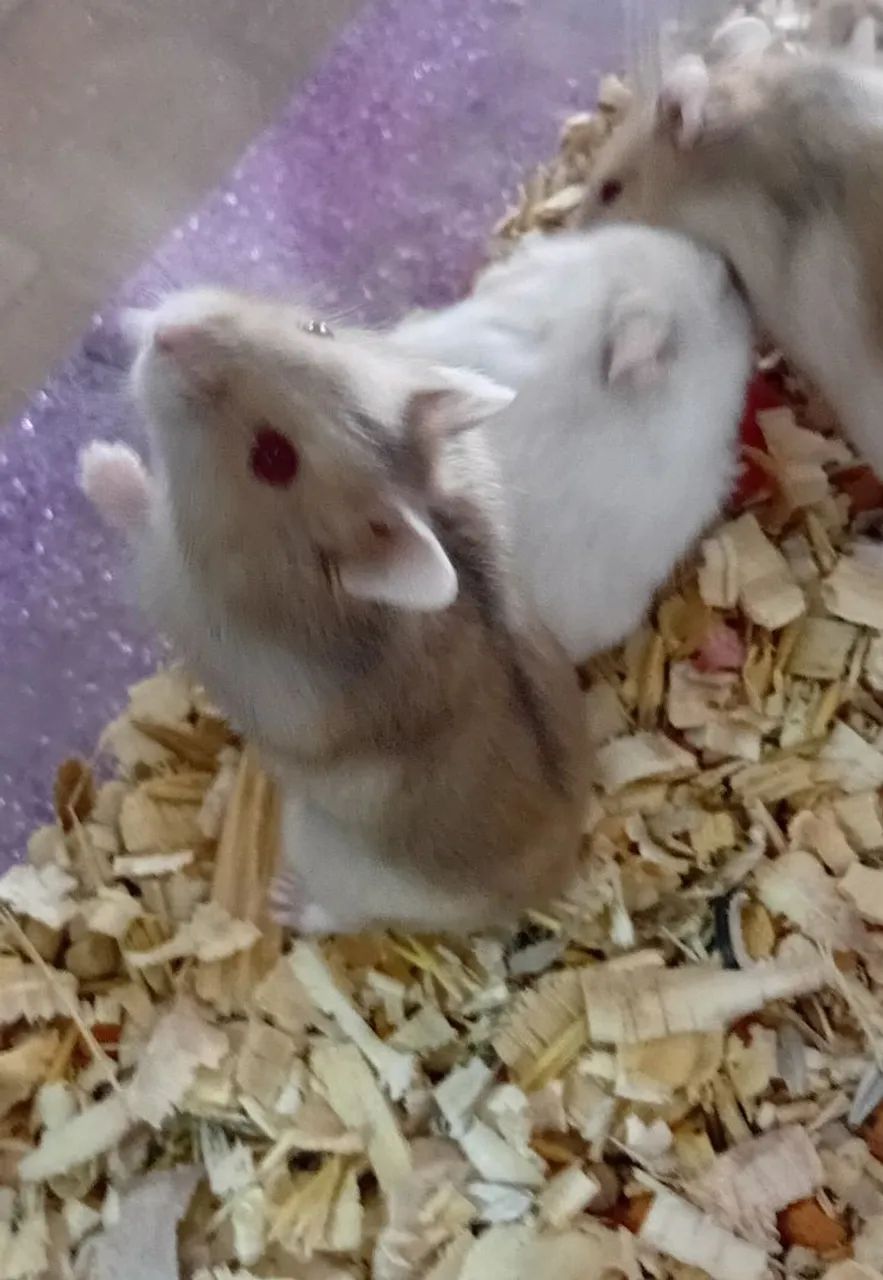 HAMSTERS ANÃO RUSSO FILHOTES - Foto 2