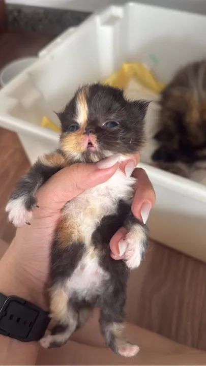 Filhotes gato Persa - Foto 5