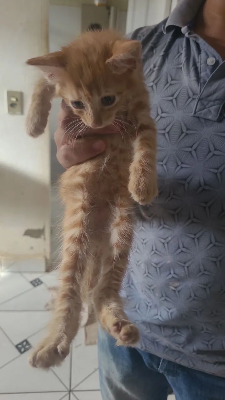 Doação de gatos  - Foto 3