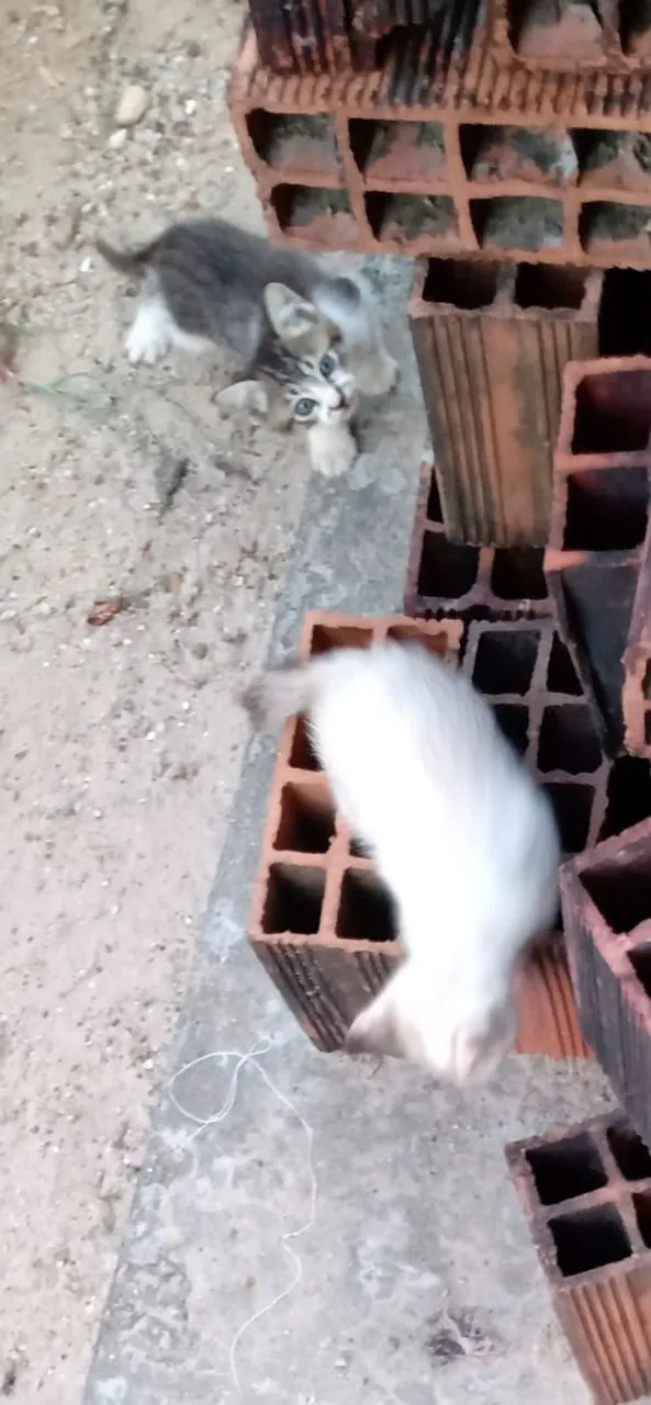 Gatinhos para adoção