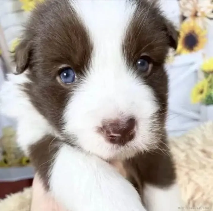 Border Collie Filhotes | Olhar que facina