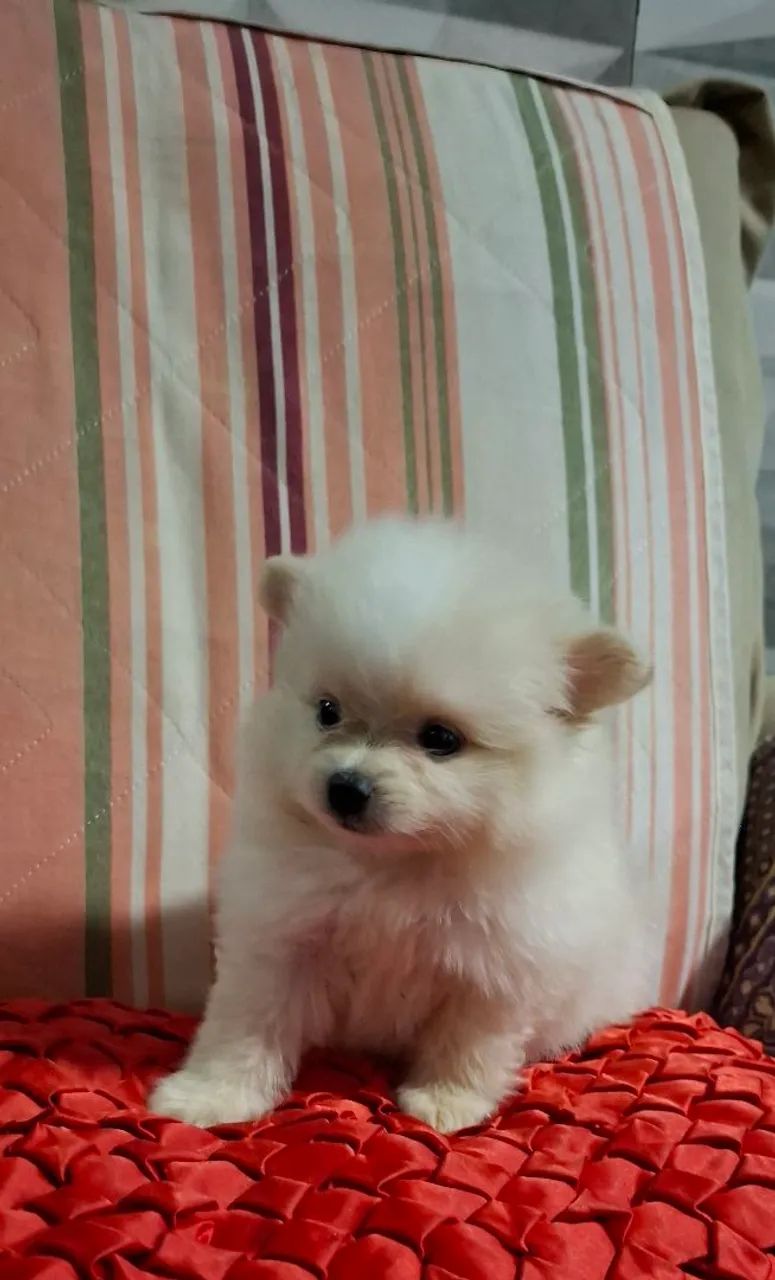 Spitz Alemão / Lulu da Pomerânia Fêmea 12x SEM JUROS - Foto 3