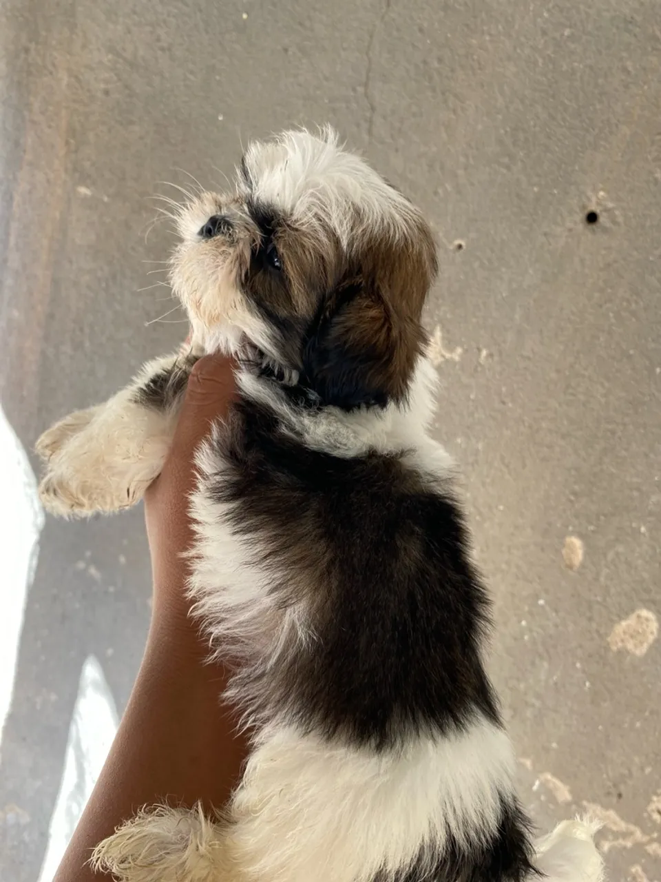 Filhote Shih Tzu já vacinado