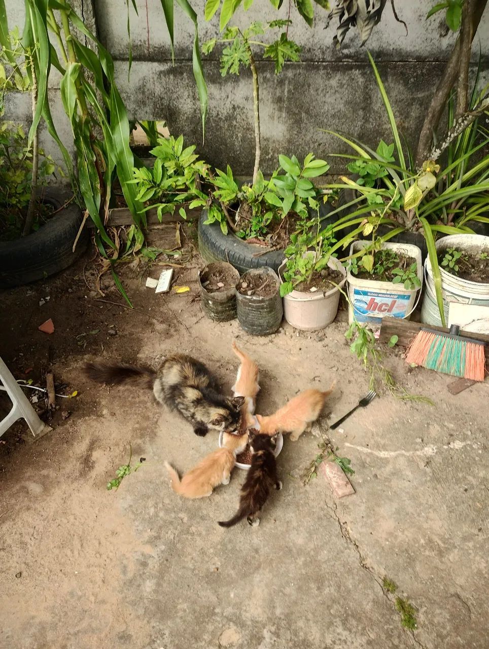 Doação de gatos  - Foto 5