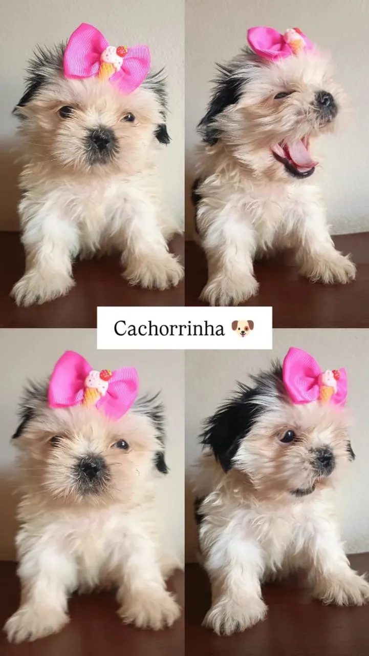 Filhotes Shih Tzu Lindos