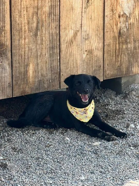 Cachorro Adorável Procurando Lar! - Foto 2