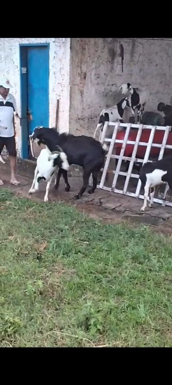 Cabras para venda