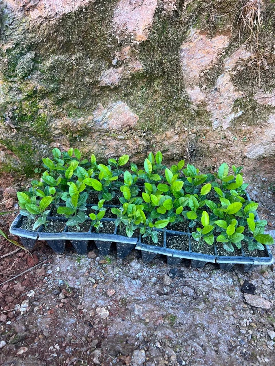 Mudas de Limãozinho Bravo  - Foto 2