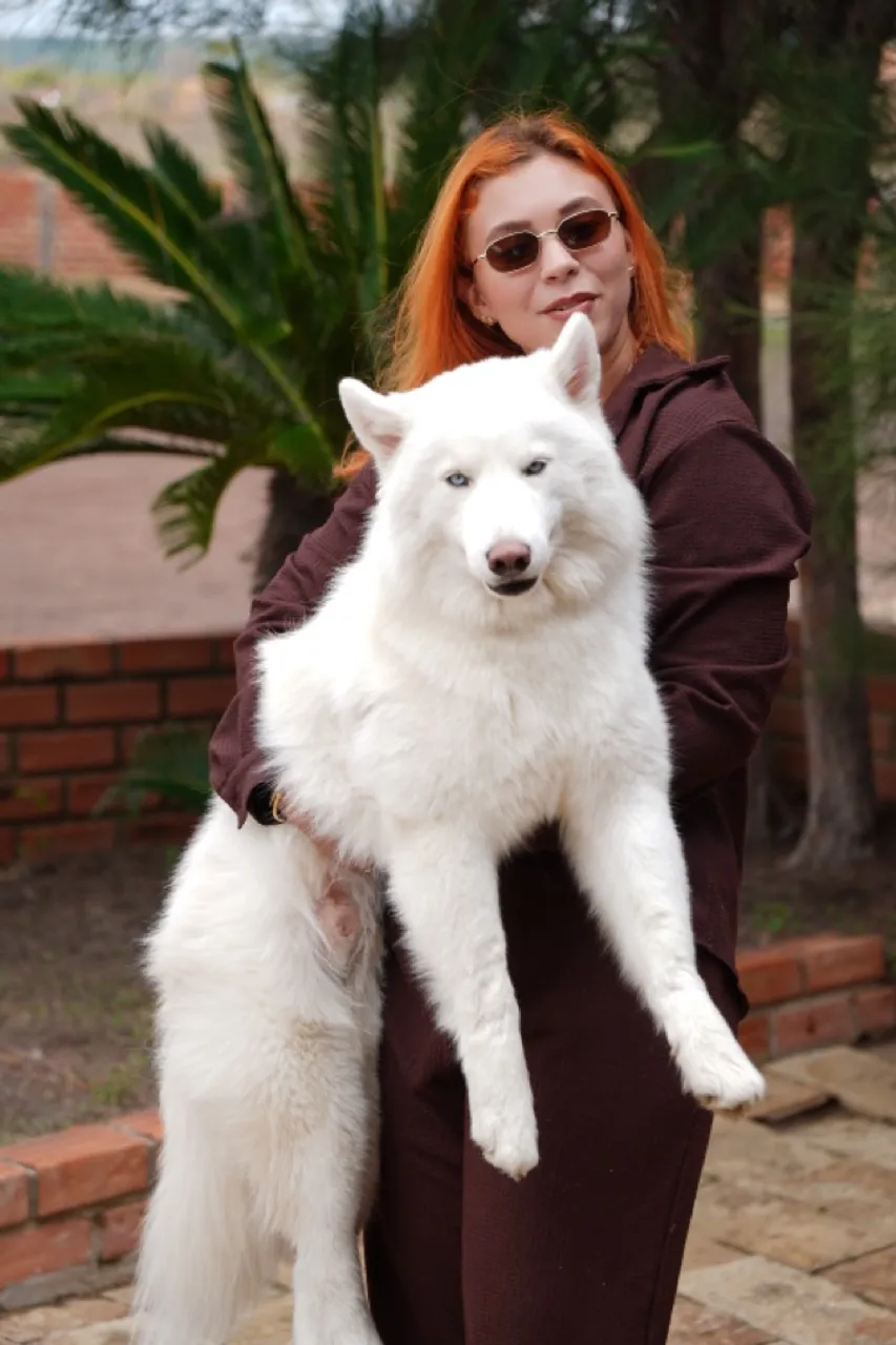 Procura Fêmea para Cruzamento - Husky Siberiano Branco de Olhos Azuis
