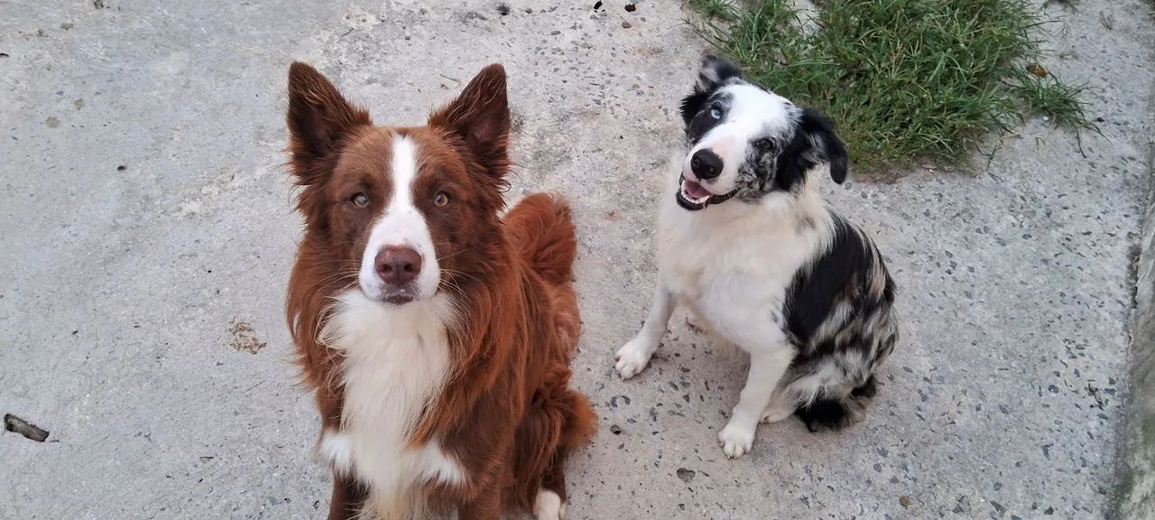 Doação Border Collie - Foto 4