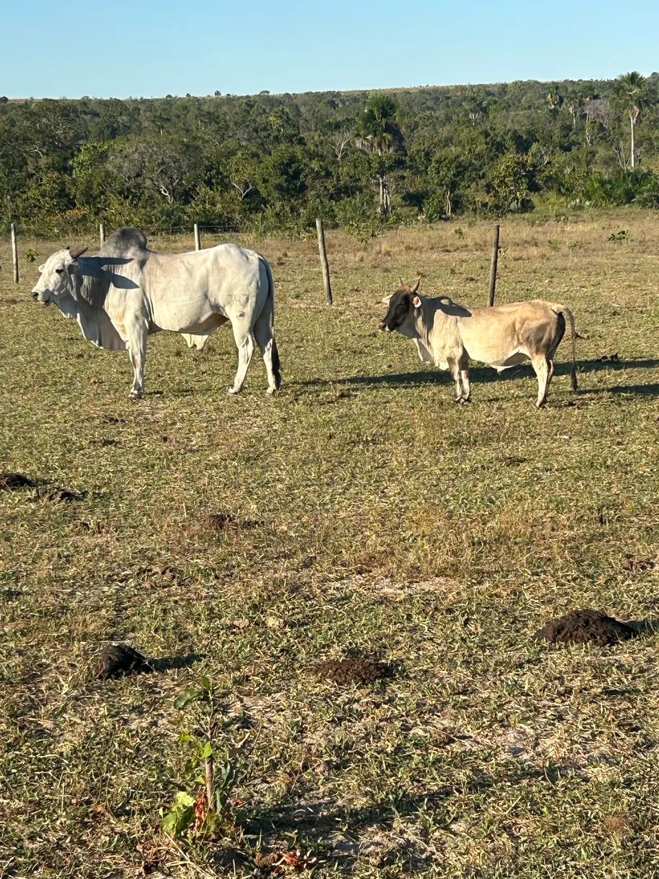 3 touro mine boi  - Foto 2