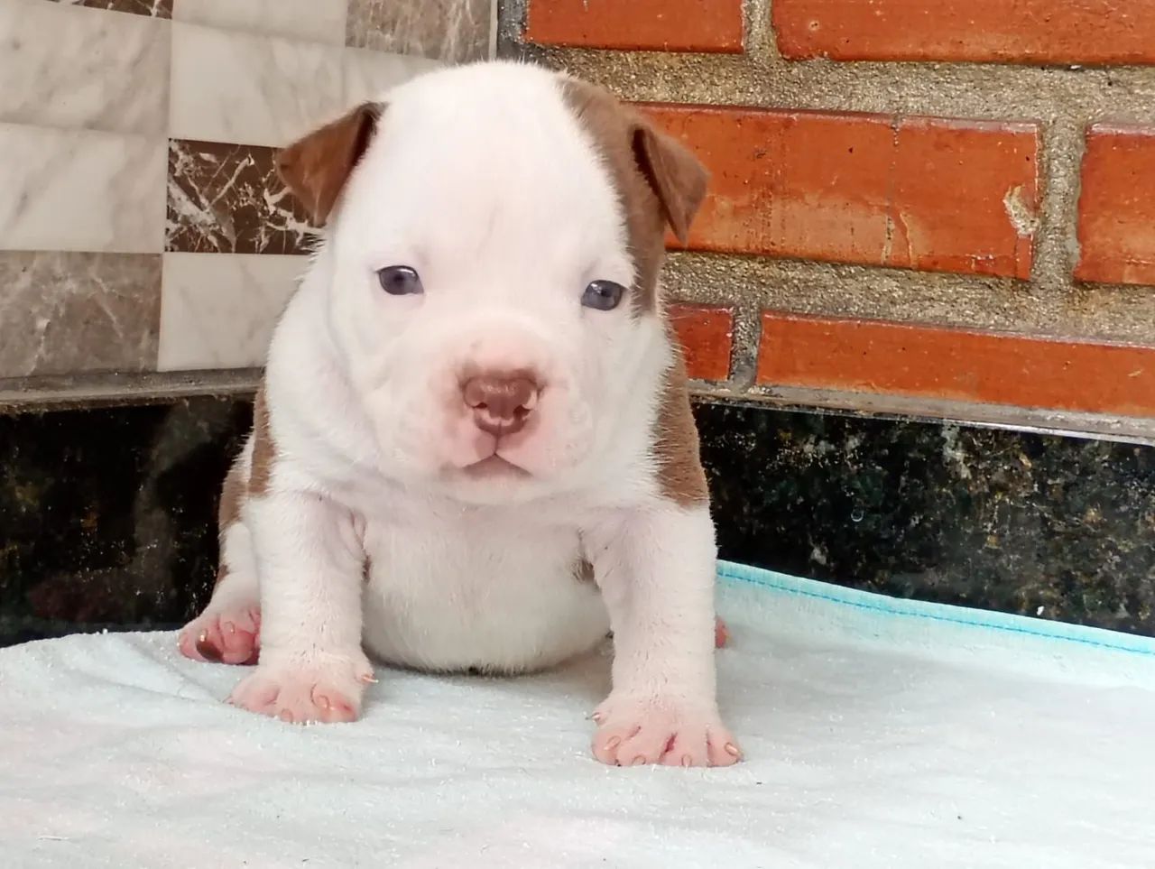American bully filhotes com Pedigree 