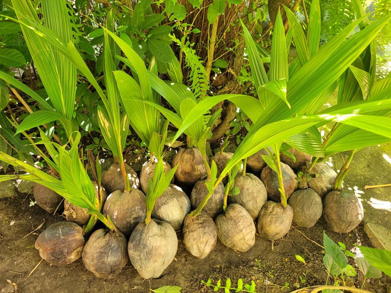 Mudas de coqueiros anã