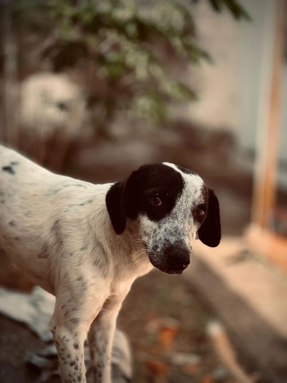 Doação de cachorro 