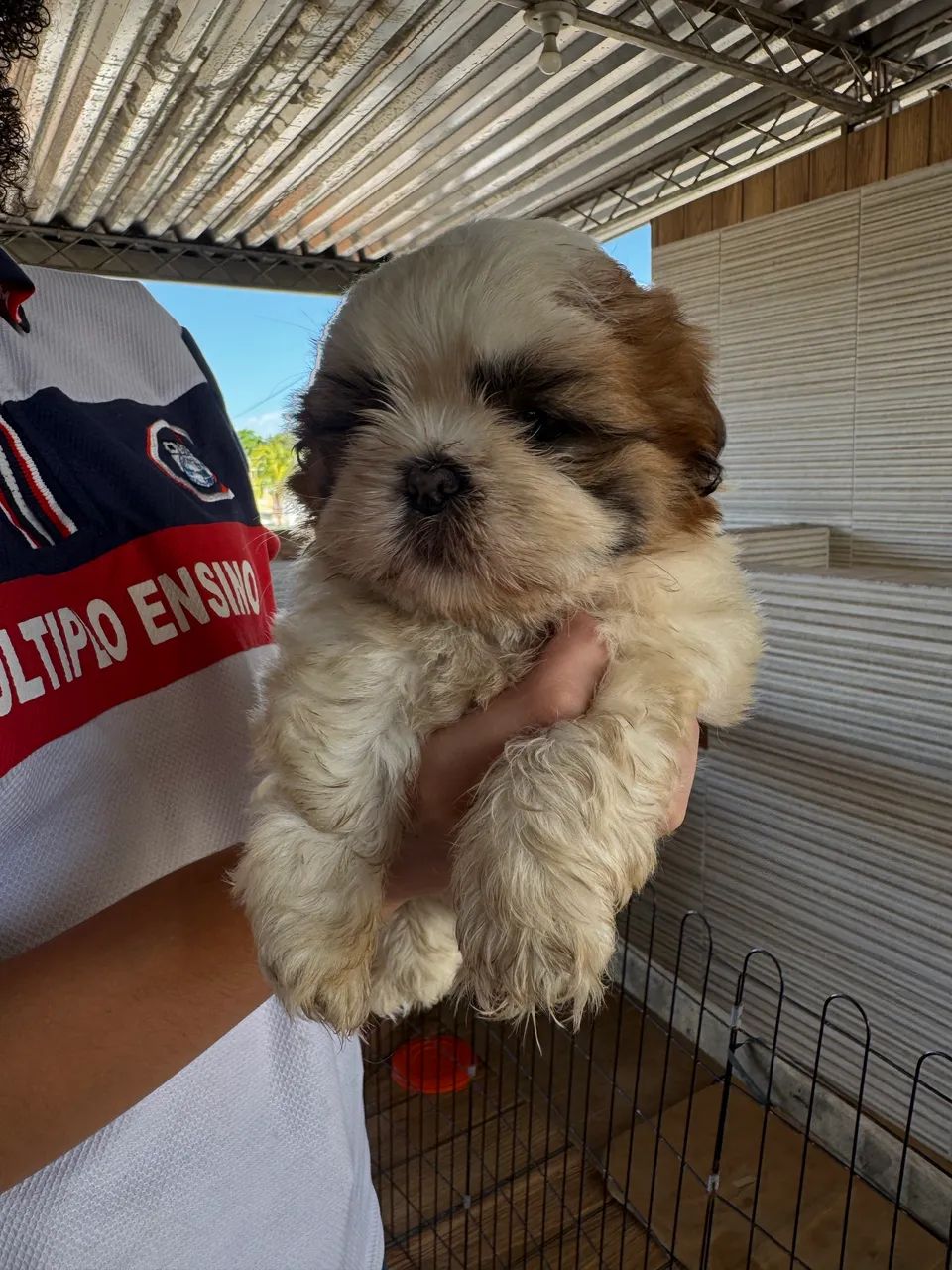 Shih Tzu 1.500