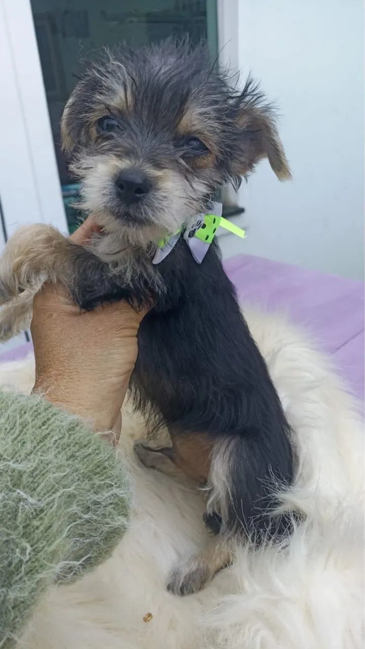 ADOÇÃO RESPONSÁVEL  - Foto 5