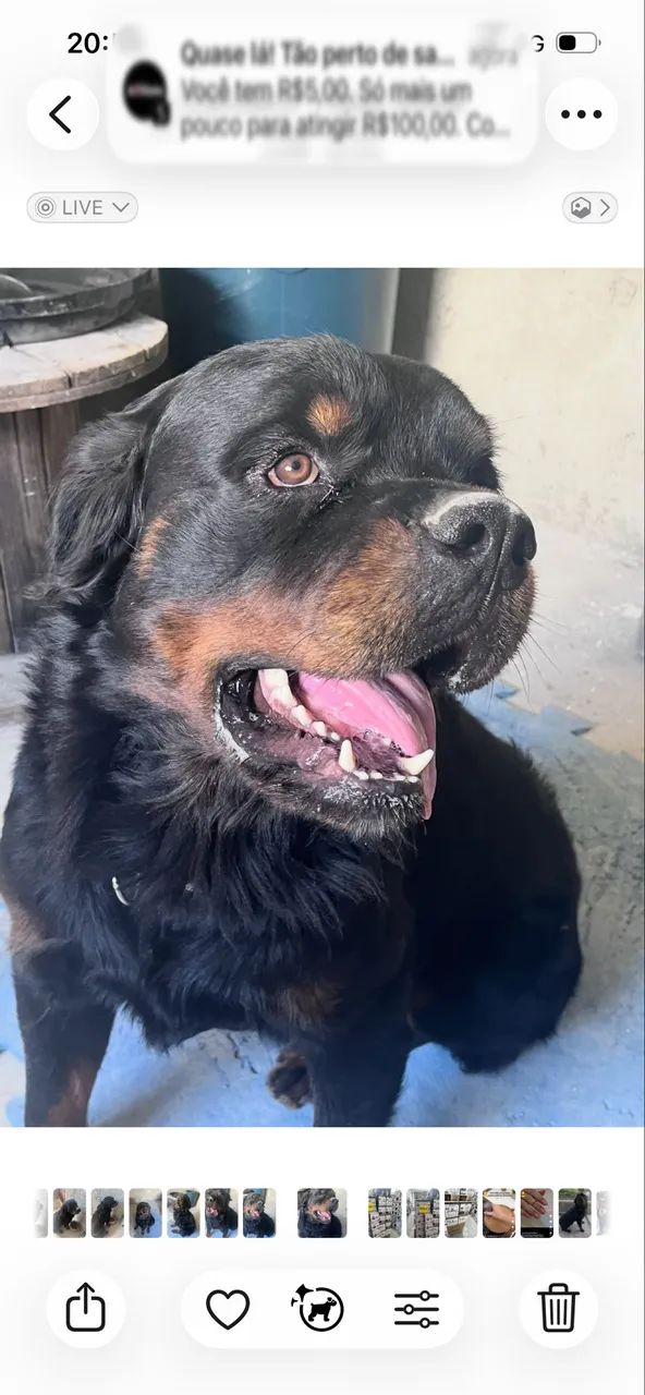 Filhotes de Rotweiller  - Foto 2