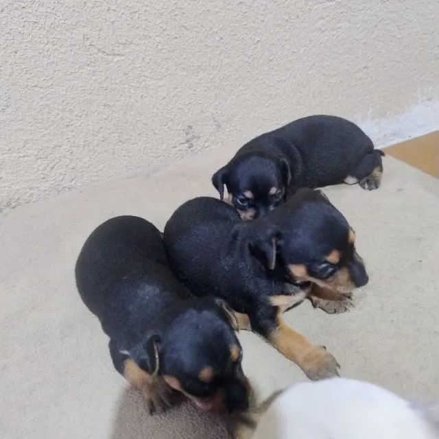 Pinscher 1 - Foto 3