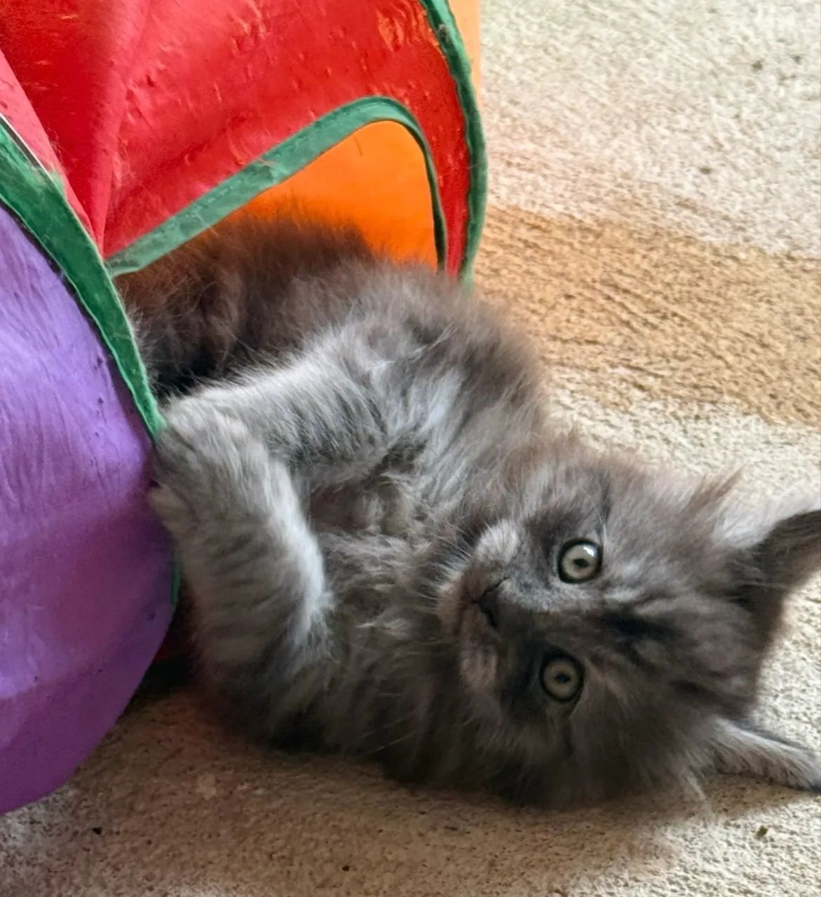 Filhotes Maine Coon com Pedigree  - Foto 6