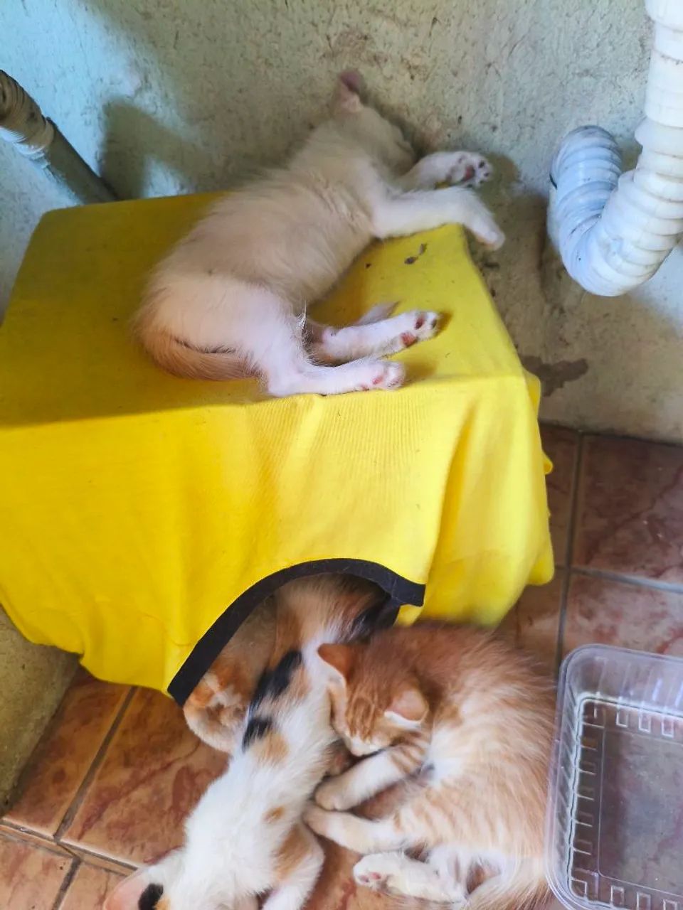 Gatinhos para adoção? - Foto 3