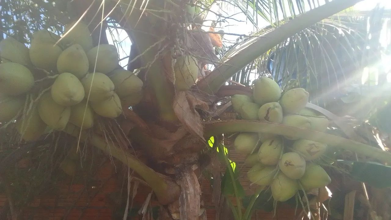 Cocos verdes  - Foto 2