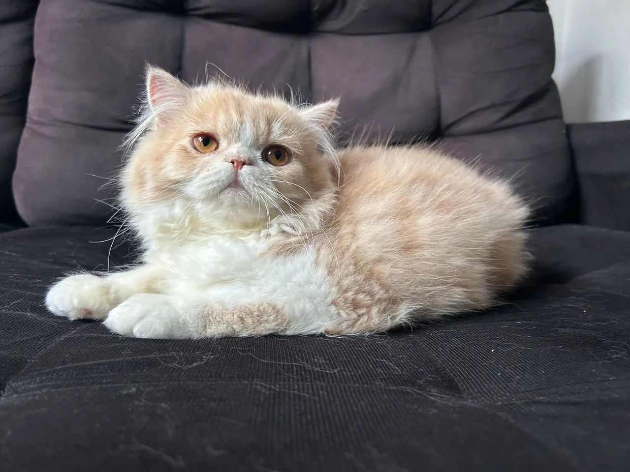 Gato Persa - filhote 