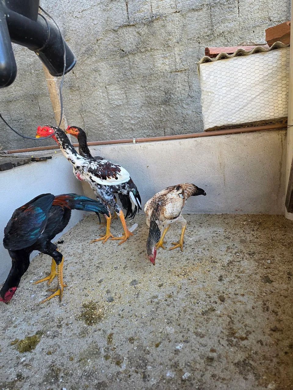 Frango e Frangas Indianos - Foto 4