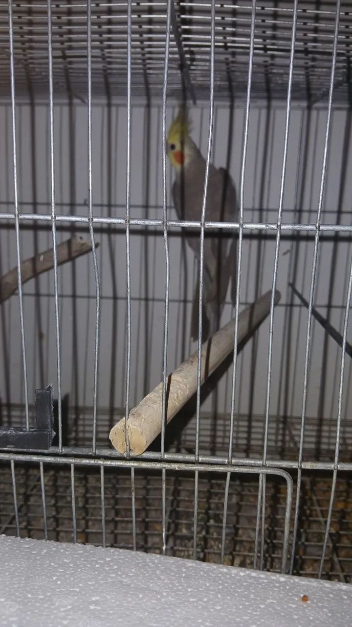 Bebedouro