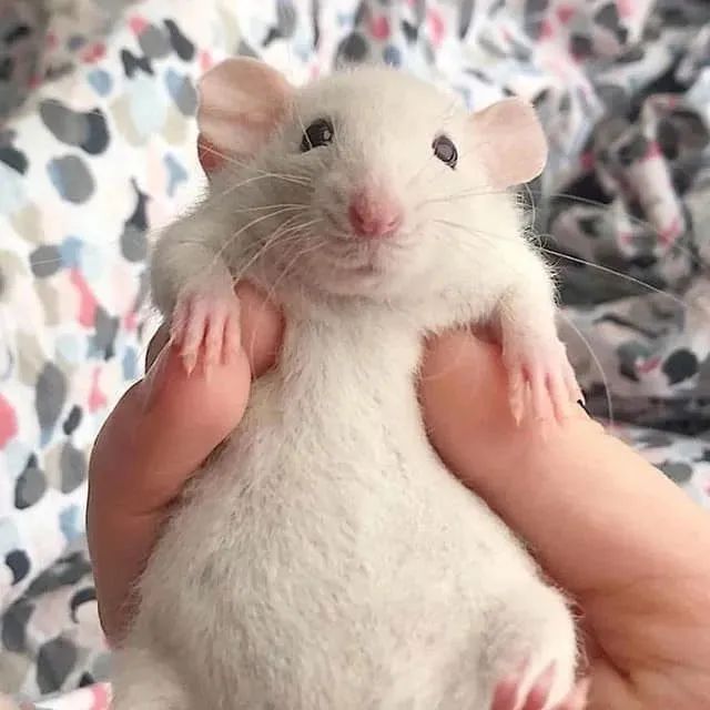 Twister dumbo - Foto 3