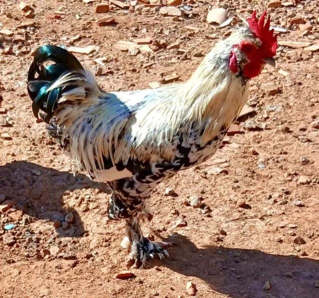 Galos - Foto 3