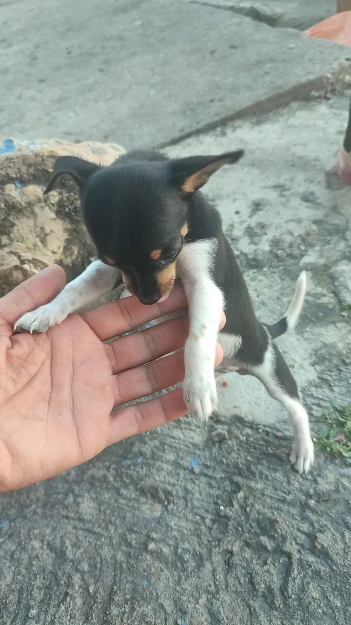 Cachorro pinche 0 - Foto 2