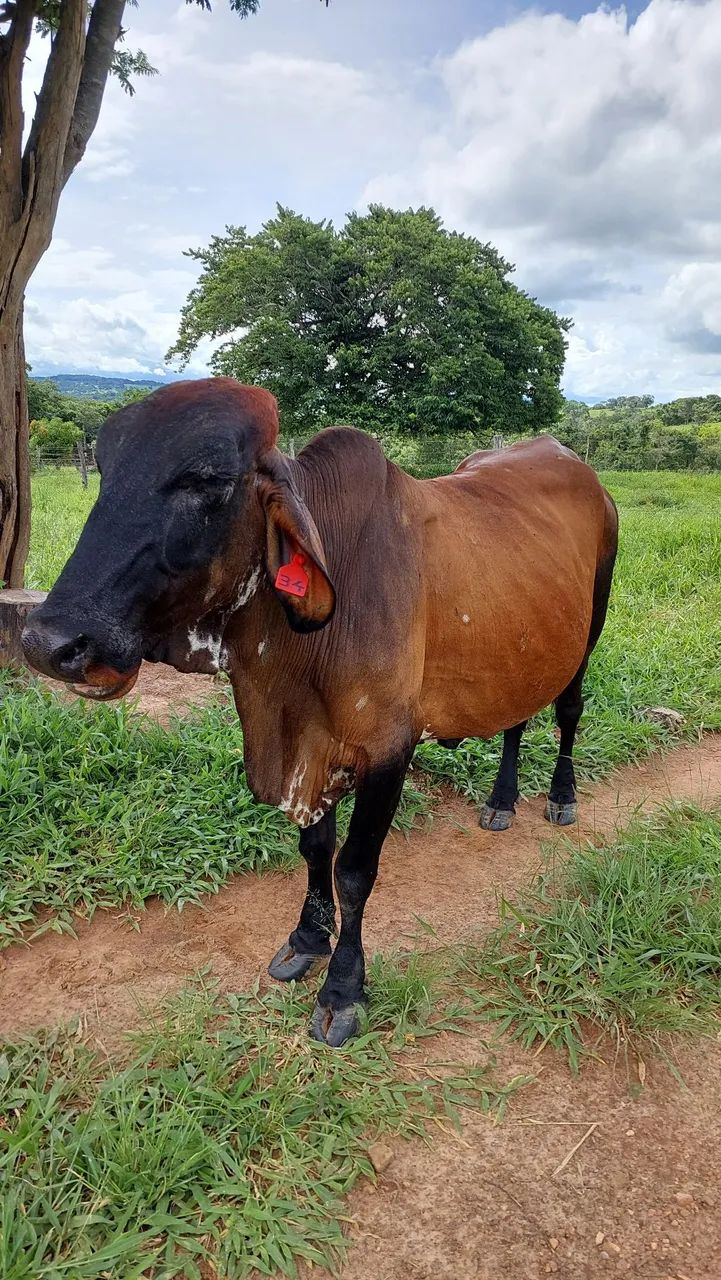 VENDE-SE VACA GIROLANDO ? - Foto 2