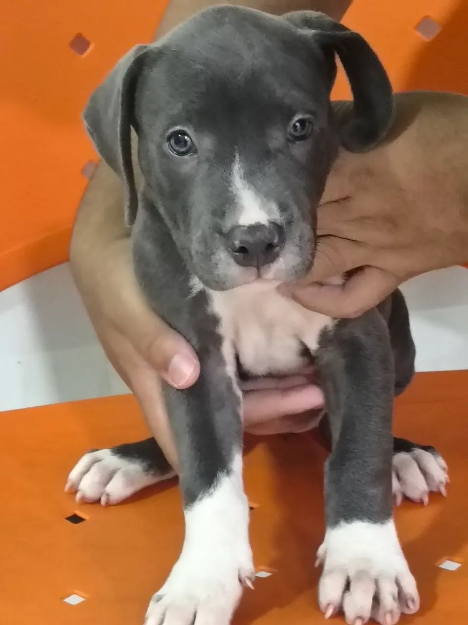 Vendo filhote de Pitbull 