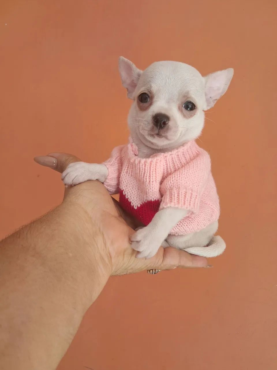 Animais de estimação 