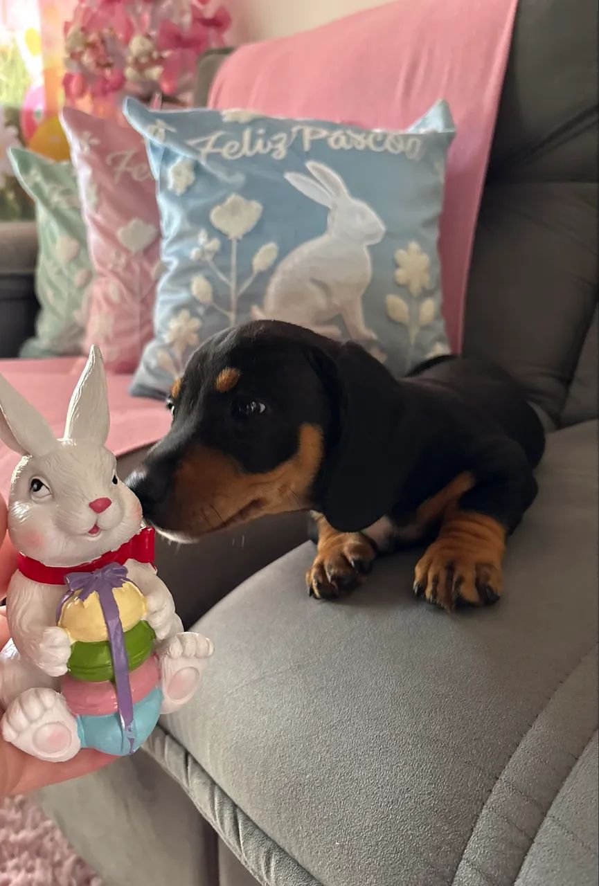 Machinho de linguiçinha - Foto 3