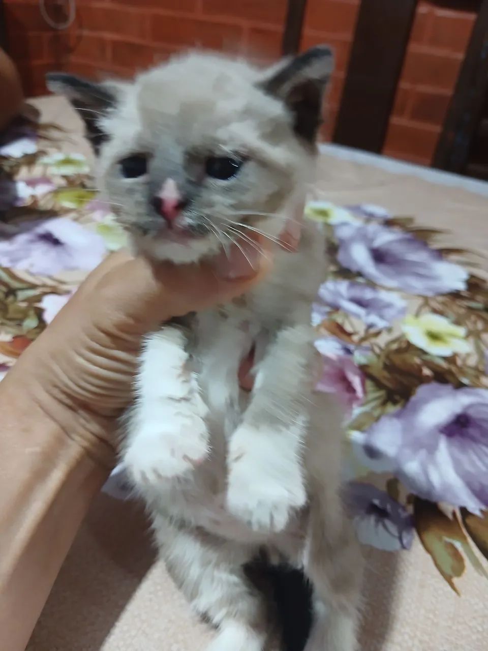 Gato siamês  - Foto 3