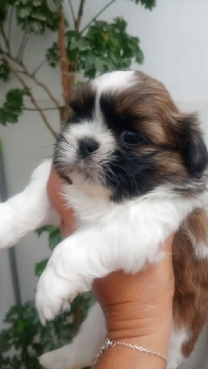 Shih tzu  - Foto 3