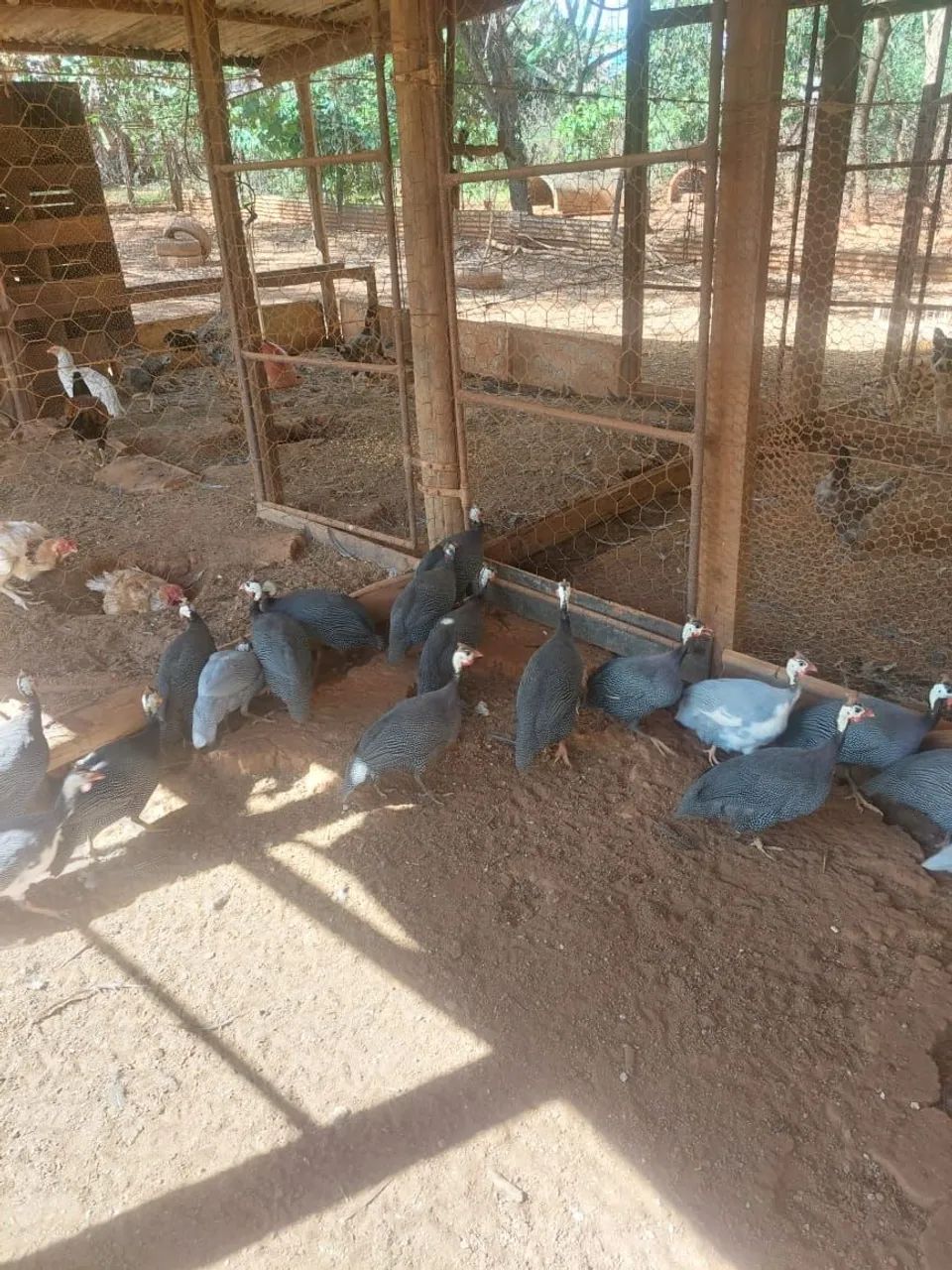 Galinha angola 