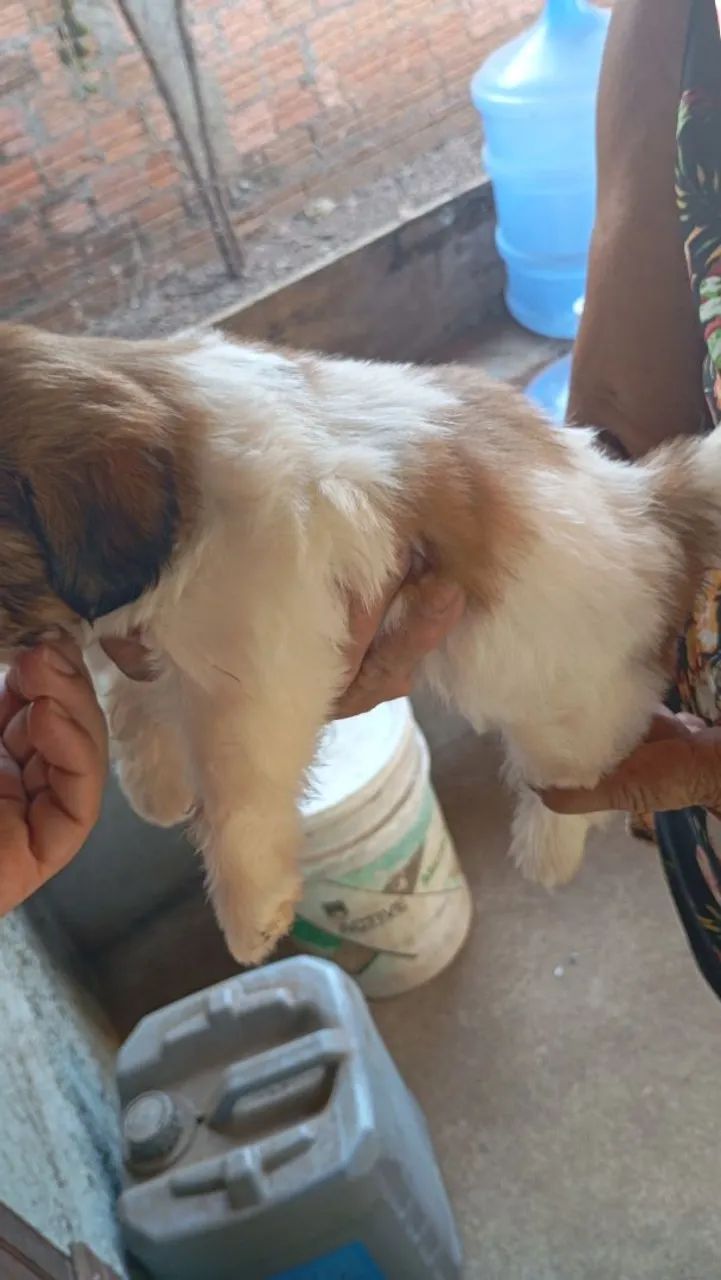 Cachorrinha  - Foto 2