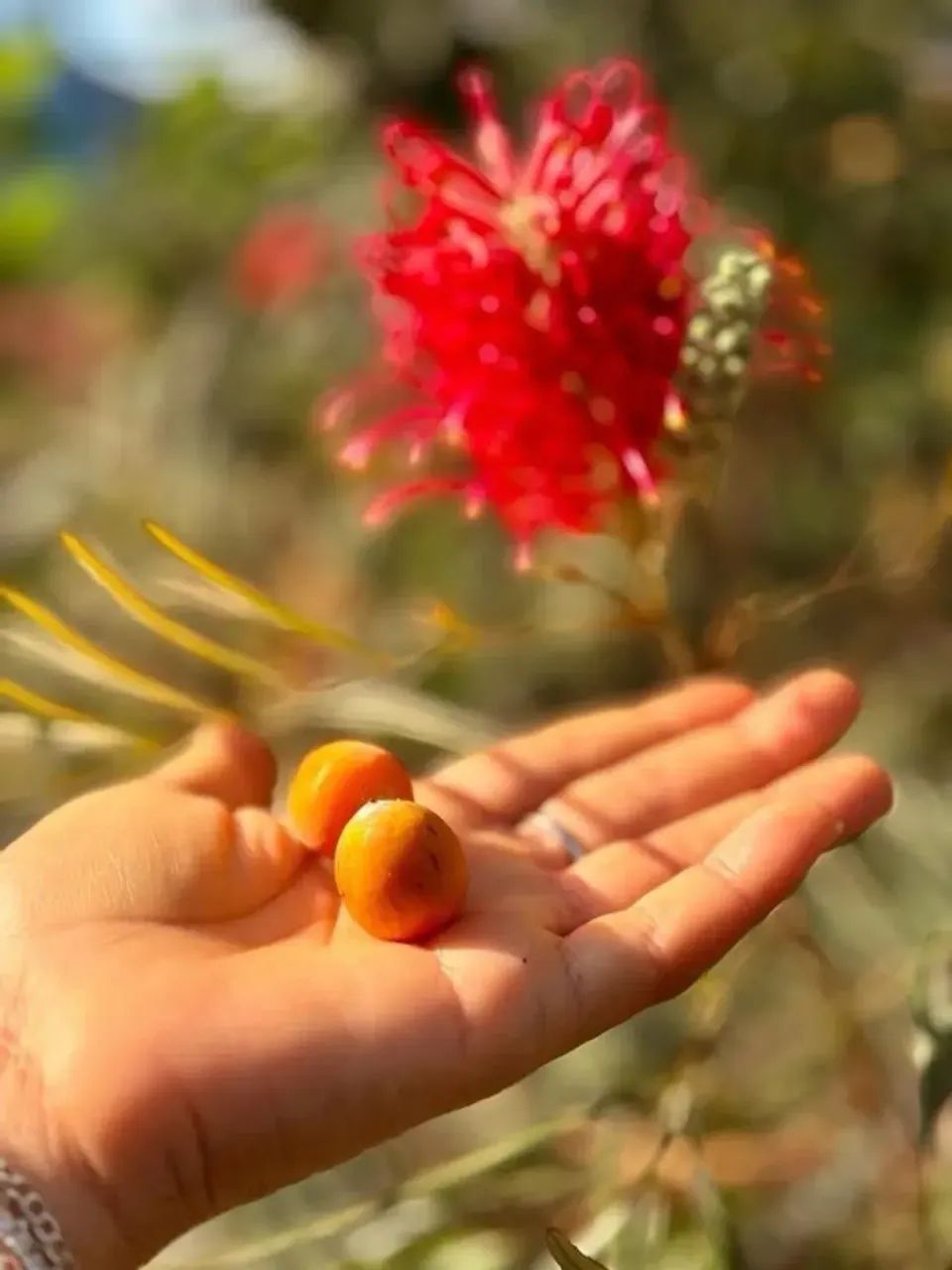 CHÁCARA DAS FRUTAS - Foto 4