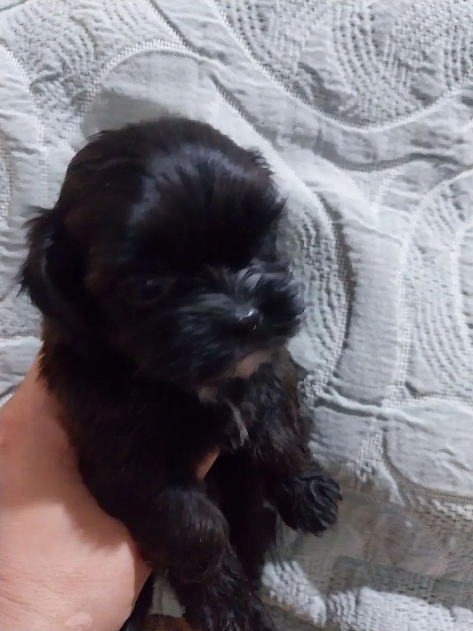 Shih Tzu  - Foto 4