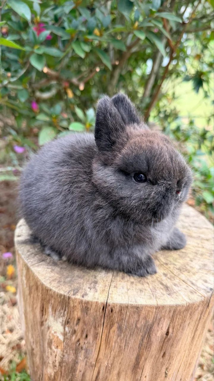 Coelho Netherland Dwarf Fêmea 