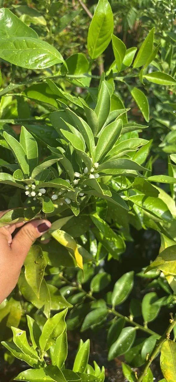 Laranja kinkan enxertada